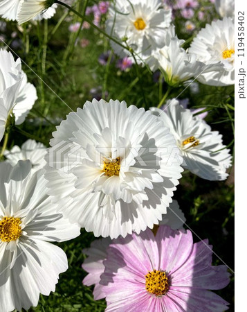 秋の晴天に映えるカップケーキ 秋の晴天に映えるカップケーキ 119458402