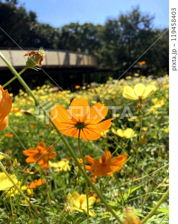 色鮮やかなキバナコスモス 119458403
