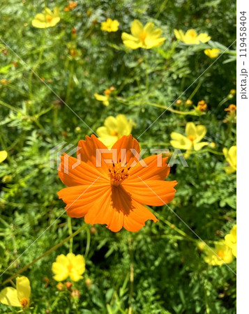 色鮮やかなキバナコスモス 119458404