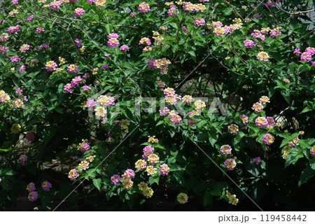 花色が変化する花 花色が変化する花 119458442