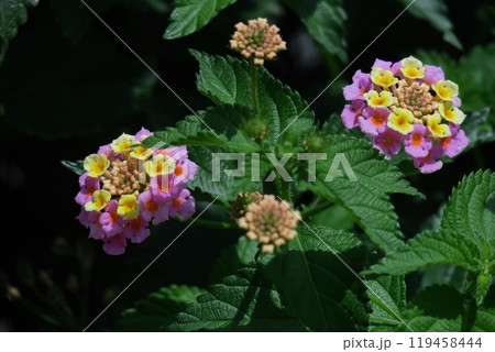 花色が変化する花 花色が変化する花 119458444