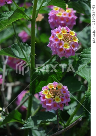 花色が変化する花 119458445