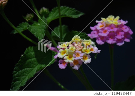花色が変化する花 花色が変化する花 119458447