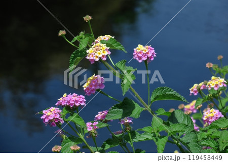 花色が変化する花 119458449