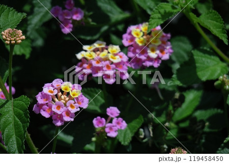 花色が変化する花 119458450