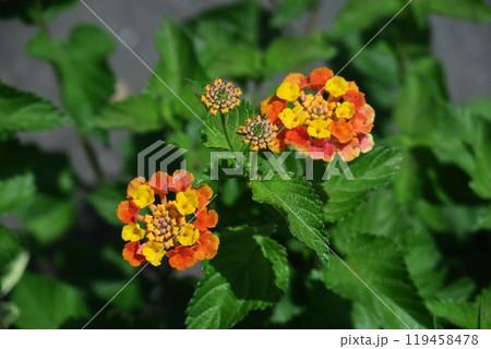 花色が変化する花 花色が変化する花 119458478