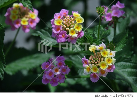 花色が変化する花 119458479