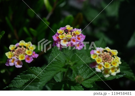 花色が変化する花 花色が変化する花 119458481