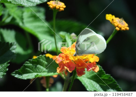 花色が変化する花 花色が変化する花 119458487
