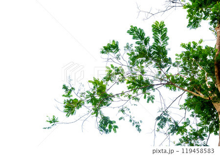 green tree branch isolated. New green leaves on a linden branch. Young fresh foliage of linden tree. Set of isolated object. Spring time Fresh green leaves branch isolated green tree branch isolated. New green leaves on a linden branch. Young fresh foliage of linden tree. Set of isolated object. Spring time Fresh green leaves branch isolated 119458583