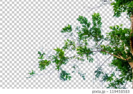 green tree branch isolated. New green leaves on a linden branch. Young fresh foliage of linden tree. Set of isolated object. Spring time Fresh green leaves branch isolated green tree branch isolated. New green leaves on a linden branch. Young fresh foliage of linden tree. Set of isolated object. Spring time Fresh green leaves branch isolated 119458583