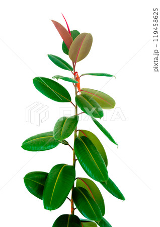 Decora Tree, Indian Rubber Tree, Rubber Plant isolated Indoor plant ficus in a pot isolated. Flower for decoration. Design element 119458625