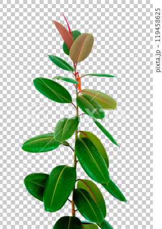 Decora Tree, Indian Rubber Tree, Rubber Plant isolated Indoor plant ficus in a pot isolated. Flower for decoration. Design element 119458625