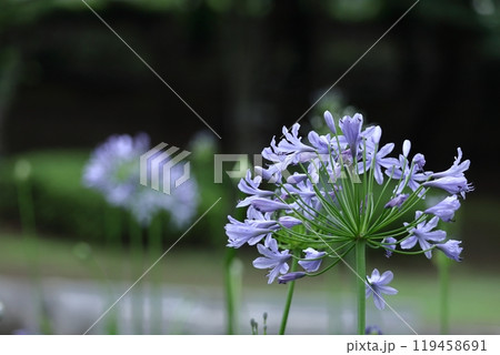 放射状に咲く 119458691