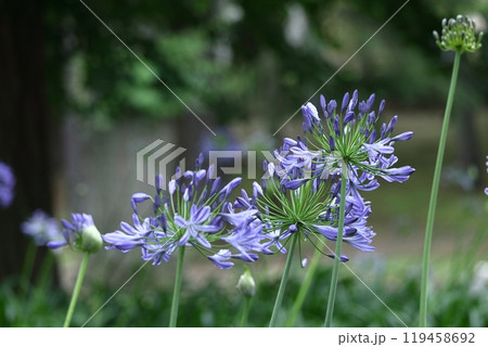 放射状に咲く 119458692