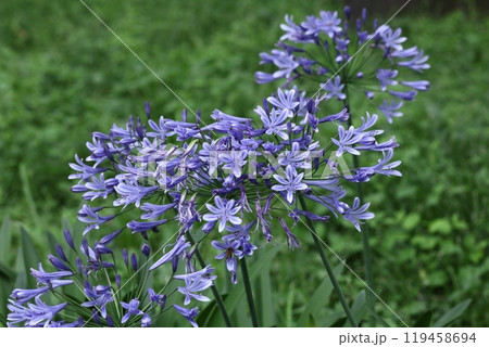 放射状に咲く 119458694