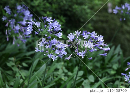 放射状に咲く 放射状に咲く 119458709