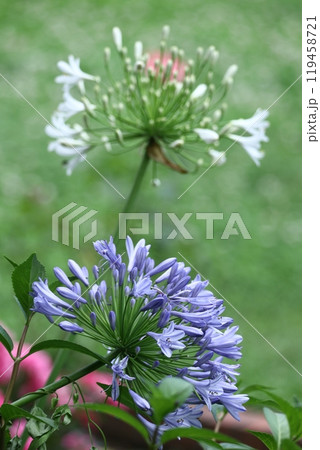 放射状に咲く 119458721