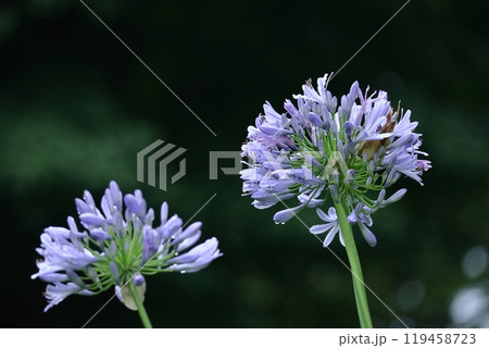 放射状に咲く 119458723