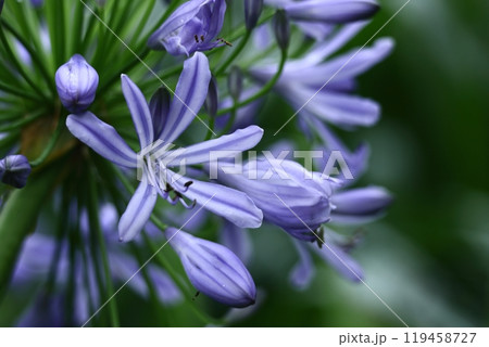 放射状に咲く 119458727