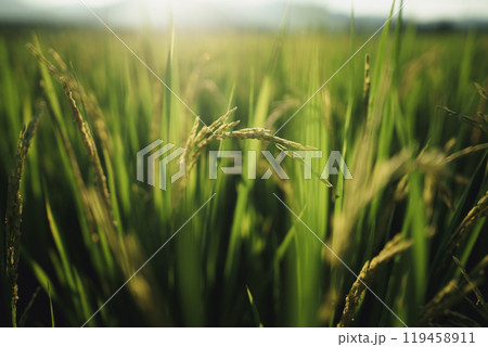 Rice fields and rice plants with evening light 119458911