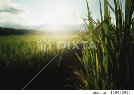 Rice fields and rice plants with evening light 119458913