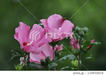 夏の茶室を彩る 119458919