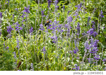 ラベンダーの花と蜂 ラベンダーの花と蜂 119458931