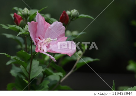 夏の茶室を彩る 119458944