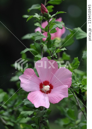夏の茶室を彩る 夏の茶室を彩る 119458945