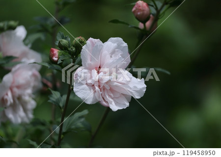 夏の茶室を彩る 夏の茶室を彩る 119458950