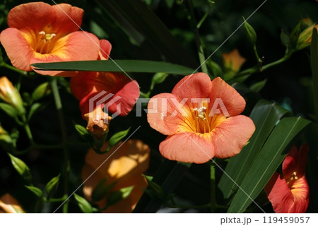 森の木に垂れ下がる 119459057