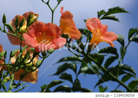 森の木に垂れ下がる 119459059