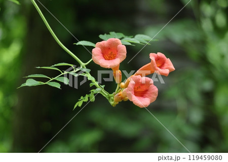 森の木に垂れ下がる 119459080