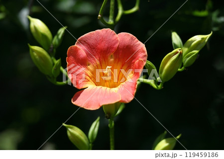 森の木に垂れ下がる 119459186