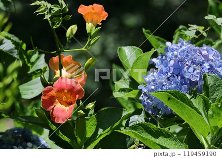 森の木に垂れ下がる 119459190