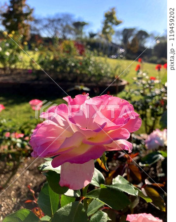 青空に映える覆輪のバラ 119459202