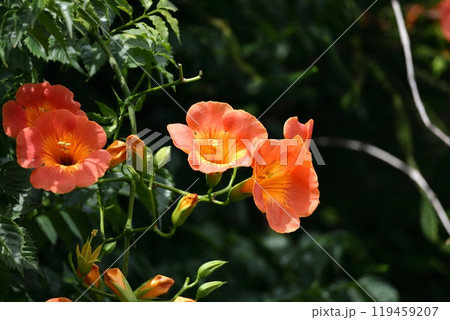 森の木に垂れ下がる 119459207