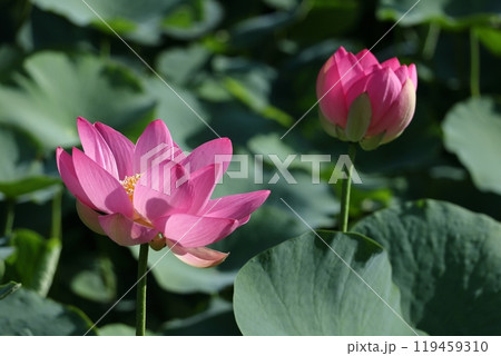 神聖な花 119459310