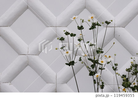白壁に咲く優雅なシュウメイギク 白壁に咲く優雅なシュウメイギク 119459355