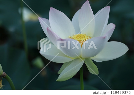 神聖な花 119459376