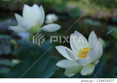 神聖な花 119459377