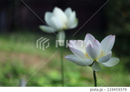 神聖な花 119459379