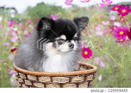 コスモス畑とチワワのごまめ コスモス畑とチワワのごまめ 119459485