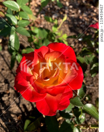 青空に映える覆輪のバラ 119459487