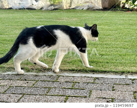 歩く野良猫　白黒ブチ 119459697