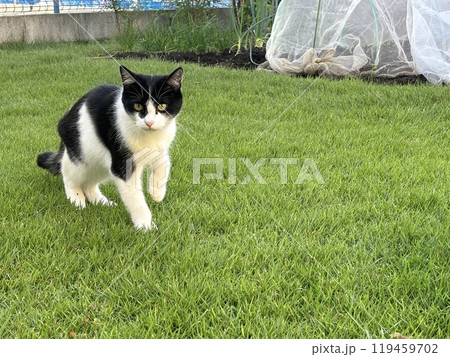 近づいてくる野良猫　白黒ブチ 119459702