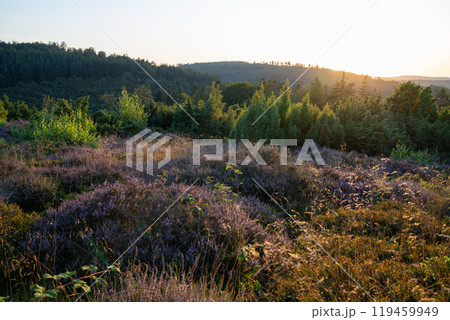 Eifel landscape, Rhineland-Palatinate, Germany 119459949