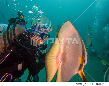 School of Platax teira, Longfin spadefish, or batfish, and a SCUBA diver Puerto Galera, Philippines 119460047