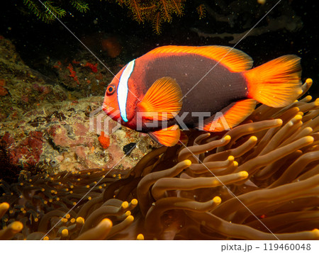 Tomato anemonefish, Amphiprion frenatus, in the host anemone, Puerto Galera, Philippines Tomato anemonefish, Amphiprion frenatus, in the host anemone, Puerto Galera, Philippines 119460048